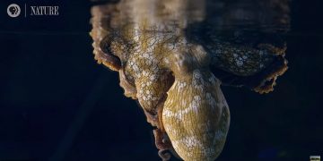 Video May Prove Octopuses Dream